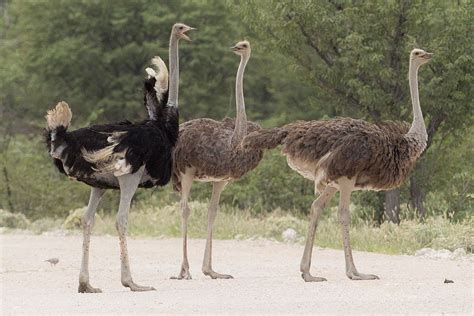 NATURAL OSTRICH (NO) .